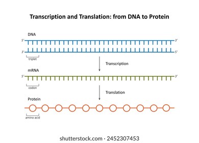 Transcription and Translation: from DNA to Protein