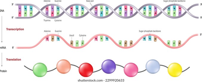 Transcription and Translation. DNA, RNA and Protein.