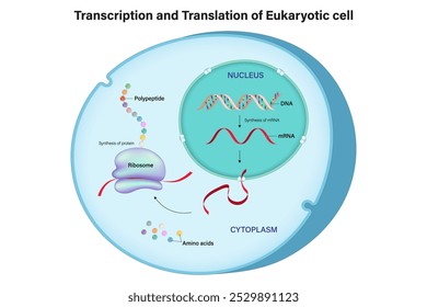 Transcrição e tradução de células eucarióticas. Código genético. DNA, RNA e proteína. Síntese do mRNA. Síntese de proteína.