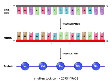 Transcription And Translation. Process Of Copying A Segment Of DNA Into RNA. 