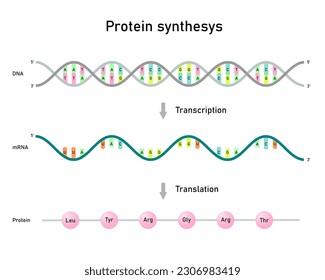 Transcripción y traducción, síntesis de proteínas.