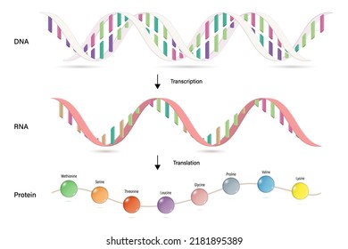 Transcription And Translation. Protein Synthesis. DNA, MRNA And Protein. Molecular Biology Studies.