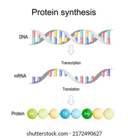 Transcription And Translation. Protein Synthesis. During Transcription A Section Of DNA Converted Into A MRNA. MRNA Is Read By Ribosomes Which Determine The Sequence Of Amino Acids In Protein