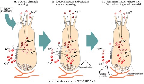 Transduction Process In Sensory Receptor Cells For Taste – Salty Taste