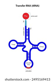 Transfer RNA (tRNA) with an amino acid attached