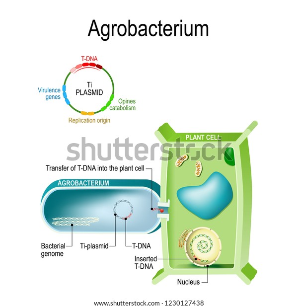 Transfer of T-DNA into plant cell from Agrobacterium. This bacterium is a natural genetic engineer, that can the insertion of a small segment of DNA from a plasmid, into the plant cell. genetic