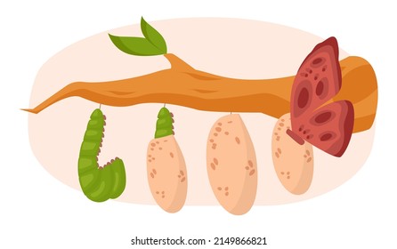 Transforming Concept. Transformation Metaphor, Changing And Evolution. Modification Process With Time Development. Flat Vector Illustration