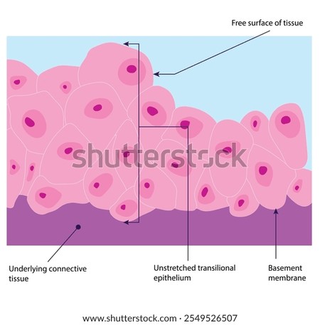 Transitional epithelium: When the organ wall contracts, the transitional epithelium remains unstretched and consists of multiple layers
