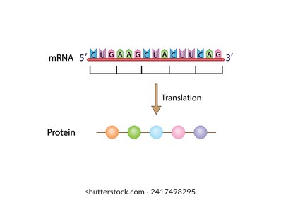 Translation, mRNA directs protein synthesis. mRNA and Protein synthesis. Genetic code. Vector illustration.
