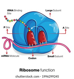 Translation of mRNA into protein by ribosome illustration.