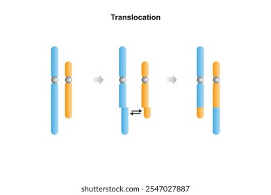 Translocation Chromosomal Mutation Science Design. Vector Illustration.