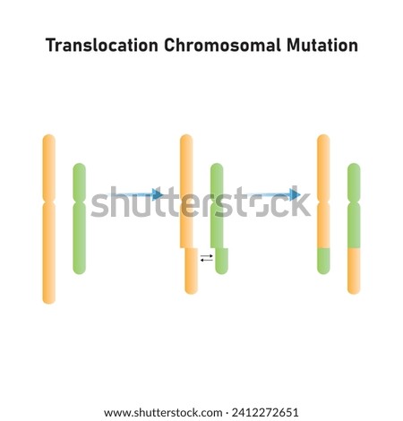 Translocation Chromosomal Mutation Scientific Design. Vector Illustration.