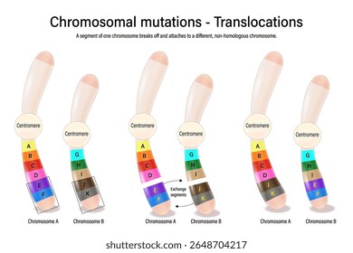 Translocações. Mutações cromossômicas. Vários distúrbios genéticos. Alteração da estrutura cromossômica. Vetor usado para educação científica e médica. 