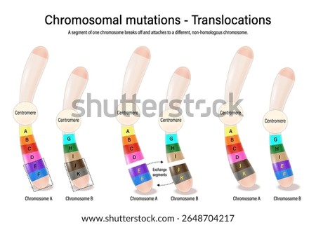Translocations. Chromosomal mutations. Various genetic disorders. Alteration of chromosome structure. Vector used for scientific and medical education. 