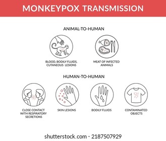 Transmission of the monkey pox virus infographic. This causes skin infections. Outline vector illustration
