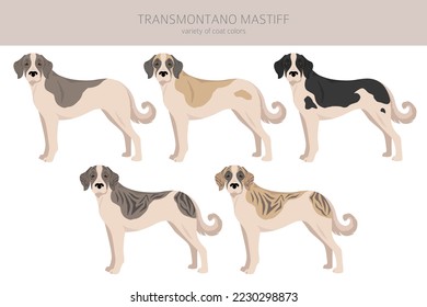 Transmontano Mastiff clipart. All coat colors set.  All dog breeds characteristics infographic. Vector illustration