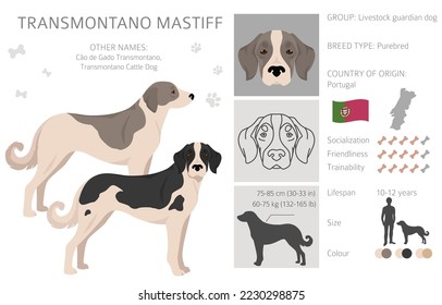 Transmontano Mastiff clipart. All coat colors set.  All dog breeds characteristics infographic. Vector illustration