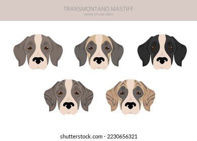 Transmontano Mastiff clipart. All coat colors set.  All dog breeds characteristics infographic. Vector illustration