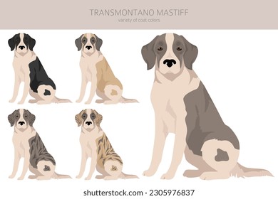 Transmontano Mastiff clipart. All coat colors set.  All dog breeds characteristics infographic. Vector illustration