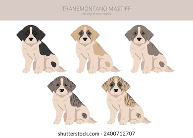 Transmontano Mastiff puppies clipart. All coat colors set.  All dog breeds characteristics infographic. Vector illustration