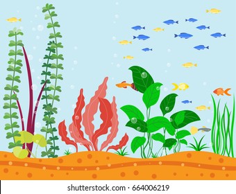 Transparent Aquarium Sea Aquatic Background Vector Illustration Habitat Water Tank House Underwater Fish Algae Plants.