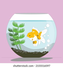 Transparent aquarium vector illustration isolated on golden fish habitat Aquarium house underwater bowl