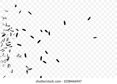 Transparent background with grain of rice. Handmade illustration of rice organic texture background. Vector.