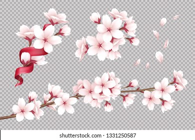 Transparent background with realistic blooming cherry flowers and petals vector illustration