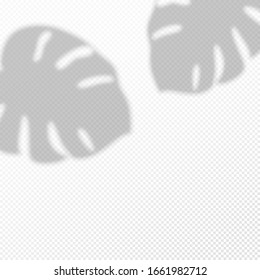 fondo transparente con hojas de palmera tropicales sobre la sombra. La tarjeta de presentación vertical o la invitación de boda se burlan. Plantilla Volante, tarjeta, afiche, en blanco, publicación en medios sociales en un estilo de moda mínimo