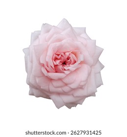 A transparent background small light pink rose, with petals showing a sweet pink-white gradient, photographed from a top-down angle.