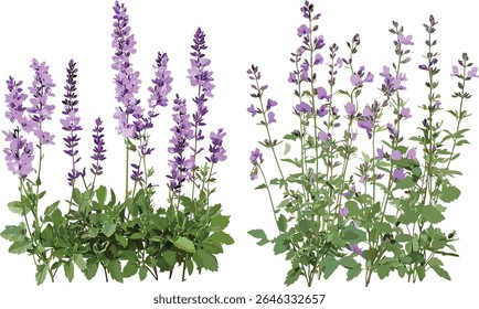 Transparent background vector illustration of Artemisia abrotanum and Malva sylvestris, medicinal herbs, nature leaf, green shrub, botanical garden elements, foliage design.