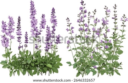 Transparent background vector illustration of Artemisia abrotanum and Malva sylvestris, medicinal herbs, nature leaf, green shrub, botanical garden elements, foliage design.
