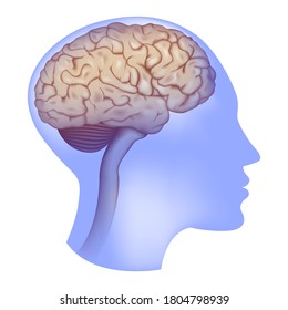 transparent, blue profile of a person with a brain. Anatomy. Central nervous system. Vector illustration. Medical illustration.