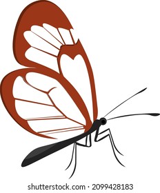 Transparent butterfly, illustration, vector on a white background.