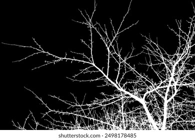 Transparent complex silhouette of tree branches, artistically designed on a dark background