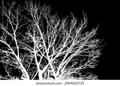 Transparent complex silhouette of tree branches, artistically designed on a dark background