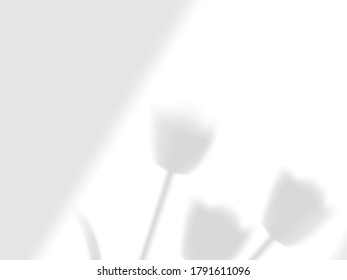 transparent falling shadows from the window and tulips mock up vector