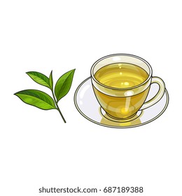 Transparent glass cup, saucer and fresh green tea leaf, sketch vector illustration isolated on white background. Hand drawn glass mug and saucer set with green tea leaf
