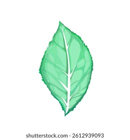 transparent green leaf illustration without background