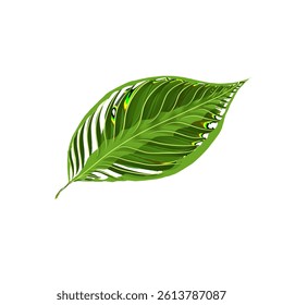 transparent green leaves without background
