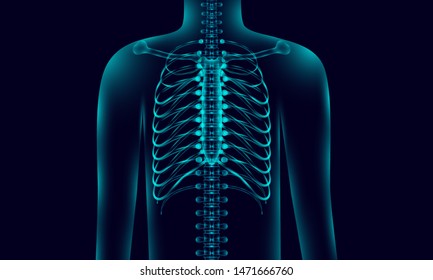 Transparent Human Body Anatomy Background Lighting With Backbone, Xray Tone Style. Vector Illustration Eps10