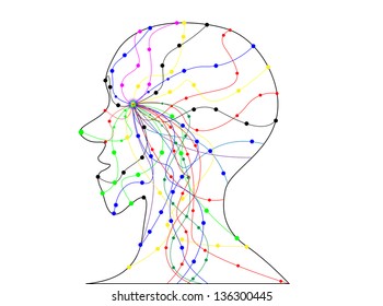 Transparent human head vasculature.