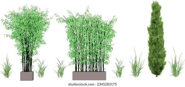 Transparent Jungle; Captivating Cut-Out Plant and bamboo tree Images