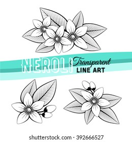 Transparent Line Art Compositions With Orange Blossom: Flowers, Buds And Leaves. Floral Design Card Fleur D'orange (neroli). Vector Illustration For Use In Web Design, Print Or Other Visual Area.