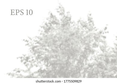 Transparent Natural Birch Tree Branches Shadow. Light Effect Overlay. Mesh Grid. Presentation Your Design Card, Poster, Stories Photo Realistic Vector Illustration