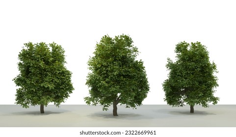  Transparent Normal Tree Model on a Clear Background