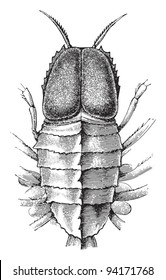 Transparent ocean-shrimp (Cystosoma Neptuni) / vintage illustration from Meyers Konversations-Lexikon 1897