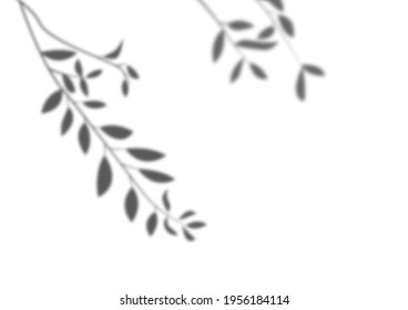 Transparent overlay shadow from a twig of tree