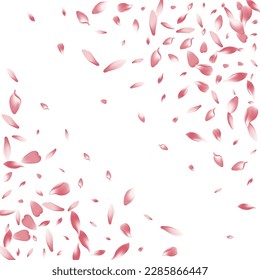 Transparent Sakura Petal Vector White Background. Color Spa Flower Petal Template. Apple Petal Floor Backdrop. Wallpaper Lotus Petal Frame.