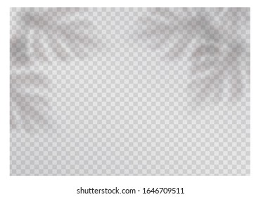 Transparenter Schatteneffekt. Tropische Blätter werfen einen Schatten. Der Schatten der Palmenblätter. Realistische Vektorillustration Schatten.
